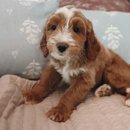 Matcha - Apricot female Goldendoodle puppy in Atlanta, Georgia from Cedarcrest Goldendoodles