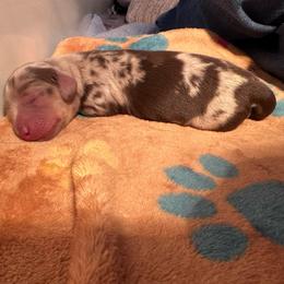 Chocolate Cream Dapple Boy 2 - Dapple male Dachshund puppy in Madison, Indiana from Jensen Dobermans and Dachshunds