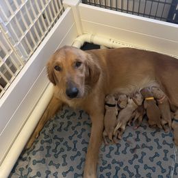 Golden Retriever Puppies from Golden Gems