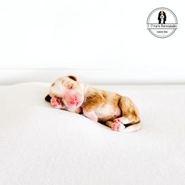 Blue Collar Male - Bunker - Red male Bernedoodle puppy in Lebanon, Ohio from 3|17 Korte Bernedoodles LLC