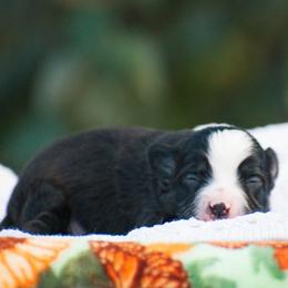Smokey - Black tri male Miniature American Shepherd puppy in Chocowinity, North Carolina from Foxtail Hollow