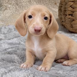 Teddy - Cream male Dachshund puppy in Fredricktown, Missouri from Ivy Cream Dachshunds