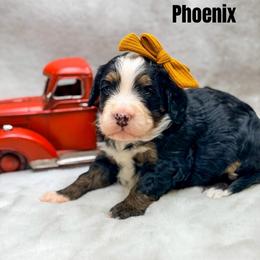 Phoenix - Tri-color female Bernedoodle puppy in Williamson, New York from Lakeside Doodles
