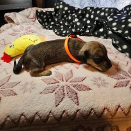 Dachshund Puppies from Randal Hunke