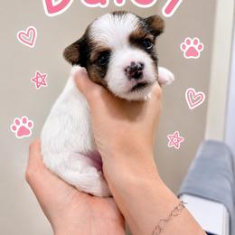 Daisy - Parti female Yorkshire Terrier puppy in Hermiston, Oregon from Sunshine Luv Yorkies
