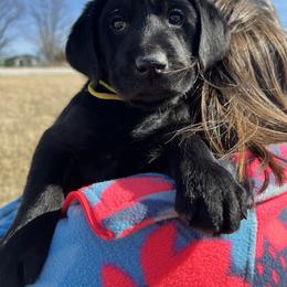 Labrador Retriever Puppies from Brush Creek Retrievers