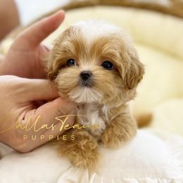 Maltese, Maltipoos, Poodles, and Yorkshire Terriers from Dallas Teacup Puppies