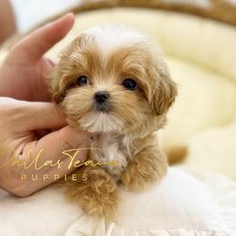 Maltese, Maltipoos, Poodles, and Yorkshire Terriers from Dallas Teacup Puppies
