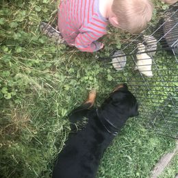 Rottweiler All Grown Up from Cascade Rottweilers of the Pacific Northwest