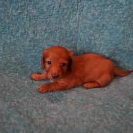 Donatello - Red male Dachshund puppy in Quemado, New Mexico from TNT Dachshunds
