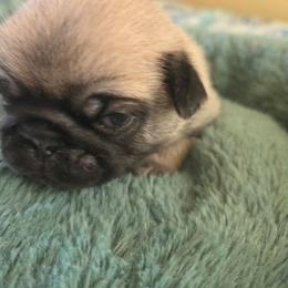 Girl 3 - Fawn female Pug puppy in Gaffney, South Carolina from Sunset Farms