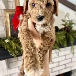 Bell - Red  Goldendoodle puppy in Saint John, Indiana from Lulu's Goldendoodles