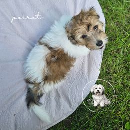 Coton de Tulear Puppies from Jac Be Nimble Cotons
