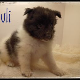 Lazuli - White and black male Shetland Sheepdog puppy in Minnesota from Sheltie Puppies
