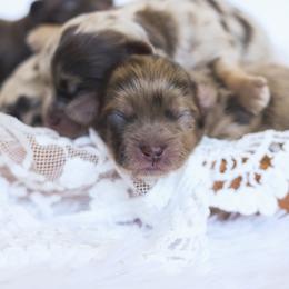 Shihpoo Puppies from The Teddybear Shihpoo