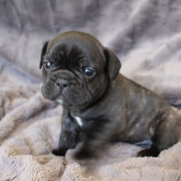 French Bulldog Puppies from Perfect Fit Frenchies