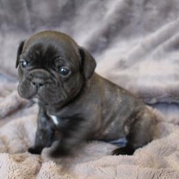 French Bulldog Puppies from Perfect Fit Frenchies