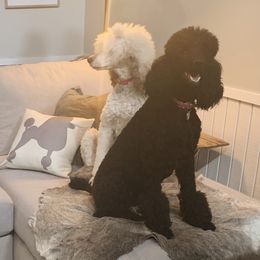 Aussiedoodles, Goldendoodles, Poodles, and Sheepadoodles from Selten Poodles and Doodles