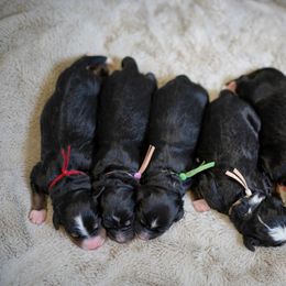 Bernedoodle Puppies from DoodlesFarmCo