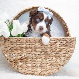 Miniature Australian Shepherd and Toy Australian Shepherd Puppies from Outland Toy & Mini Aussies