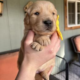 Yellow Collar - Female 2 - Golden female Golden Retriever puppy in Bonanza, Oregon from Gold 'N Dust Ranch