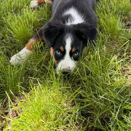 Miniature Australian Shepherd puppies from V5 Aussies