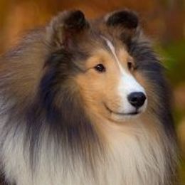 Shetland Sheepdog Puppies from Shalamar Shelties