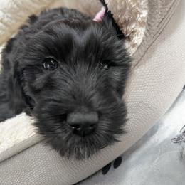 Goldendoodle Puppies from Lundee Doodles