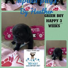 Pug Puppies from Mpabt by Heather Free