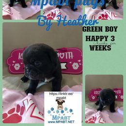 Pug Puppies from Mpabt by Heather Free