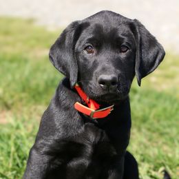 Labrador Retriever Puppies from Muletown Labradors