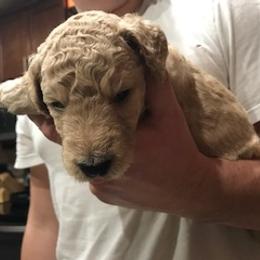 Goldendoodle Puppies from Da Ruba Doodles