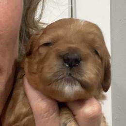 Goldendoodle Puppies from Graystone Doodles