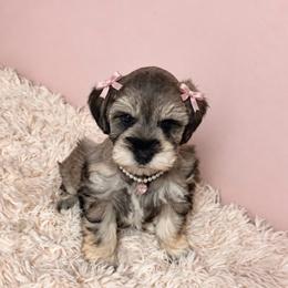 Twilla - Salt and pepper female Miniature Schnauzer puppy in Daisetta, Texas from Winfree’s Schnauzers