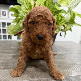 Burgundy - Red  female Goldendoodle puppy in Bakersfield, California from Lavish Doodles