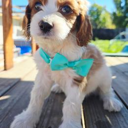 Apollo - Blenheim male Cavapoo puppy in Roseville, California from Heavenly Goldendoodles