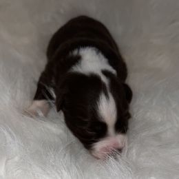 Girl 2 - Red tri Toy Australian Shepherd puppy in Corydon, Indiana from Arbuckle’s Lookin Good Aussies (LGA)