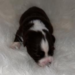 Girl 2 - Red tri Toy Australian Shepherd puppy in Corydon, Indiana from Arbuckle’s Lookin Good Aussies (LGA)