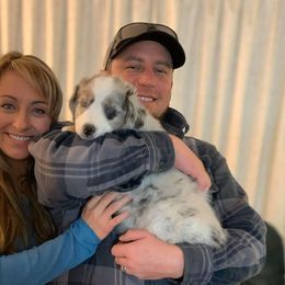 Miniature Australian Shepherd Puppies from Warren’s Colorado Mini Aussies