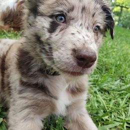 Australian Shepherd Puppies from Rafter KLF Australian Shepherds