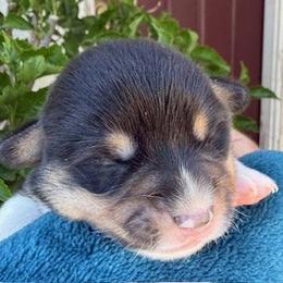 Scout - Black and tan male Pembroke Welsh Corgi puppy in Riverside, California from Four Aces Corgis
