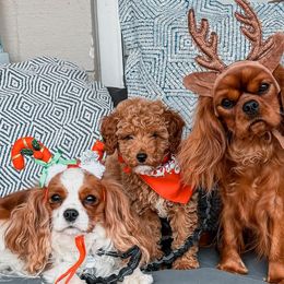 Cavalier King Charles Spaniels and Cavapoos from Kingston’s Cavaliers
