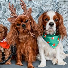 Cavalier King Charles Spaniels and Cavapoos from Kingston’s Cavaliers