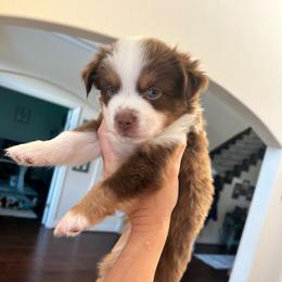 Reba - Red tri-color female Australian Shepherd puppy in Beach City, Texas from Salt N Sass Aussies