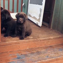 Labrador Retriever Puppies from Susan's Labrador Retrievers