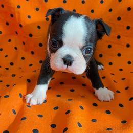 Vince - Black and white male Boston Terrier puppy in Fillmore, Illinois from Wind Hill Puppies