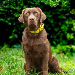 Lady - Labrador Retriever