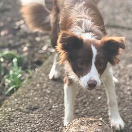 Kate - Border Collie