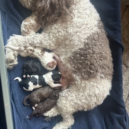 Labradoodle puppies from Jazzy's Doodles
