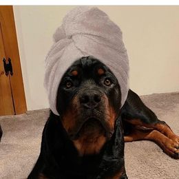 Rottweiler Puppies from Iron Clad Rottweiler